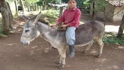 نجاة طفلين من الصعق بالكهرباء بإحدى قرى المراغه..ومصرع ال