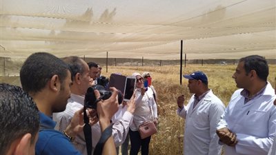 تزيد انتاجيته بنسبة 33% عن  التقليدي...انطلاق موسم حصاد محصول القمح المنتج من 