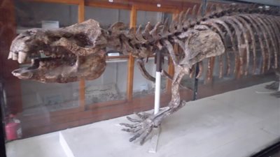 صور.. لماذا يعتبر المتحف الجيولوجى فريدًا من نوعه ؟