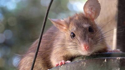 ديلى ميل: فئران خارقة تحتل البرلمان البريطانى.. وتقرير يؤكد مقاومتها للسموم