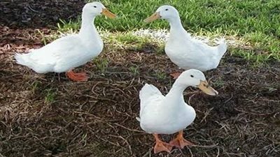 القبض على محامٍ مفصول سرق “جوز بط بلدي” من سوق في دمنهور (تفاصيل)