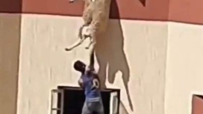 «على طريقة الأفلام»..إنقاذ «خروف»هارب من الذبح قبل سقوطه من الطابق الأخير